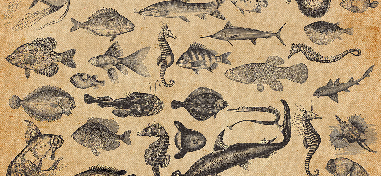 Fish wallpaper deals