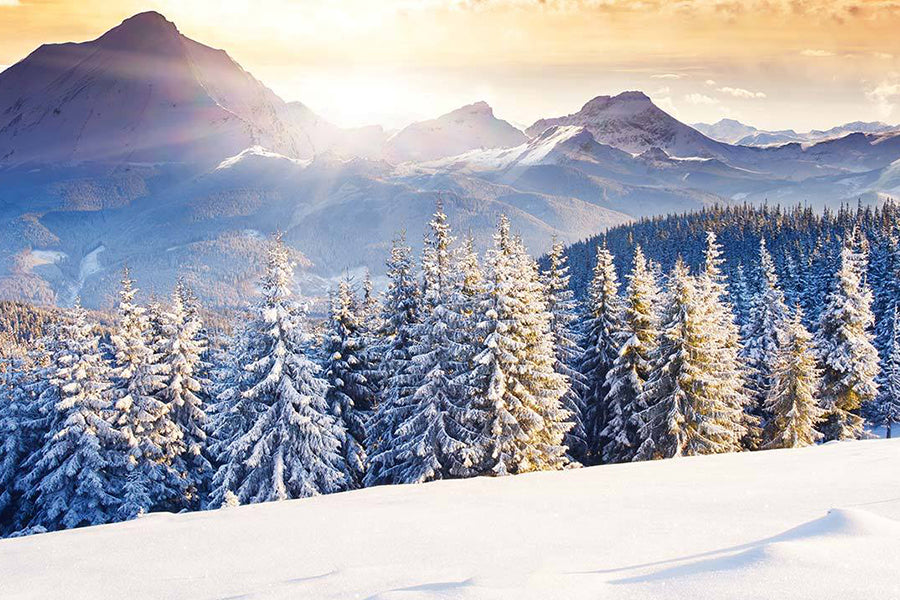 10 Best Snow Theme Wallpapers for Home Interior Designs