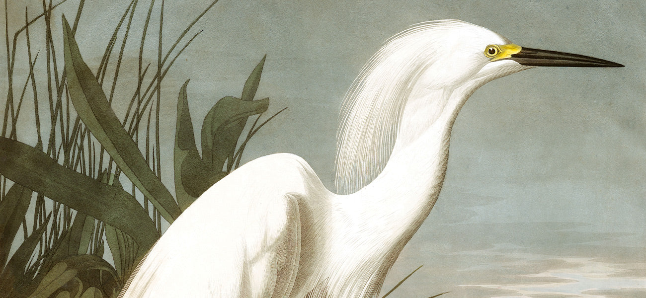 bird wallpaper mural