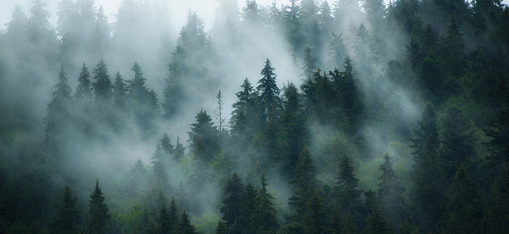 Misty Forest Wallpaper | Wall Murals Design