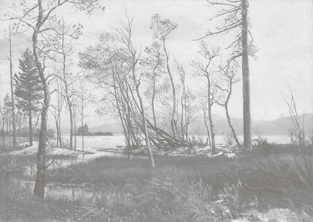 Serene Monochrome Forest Landscape Mural Wallpaper with Vintage Elegance Style