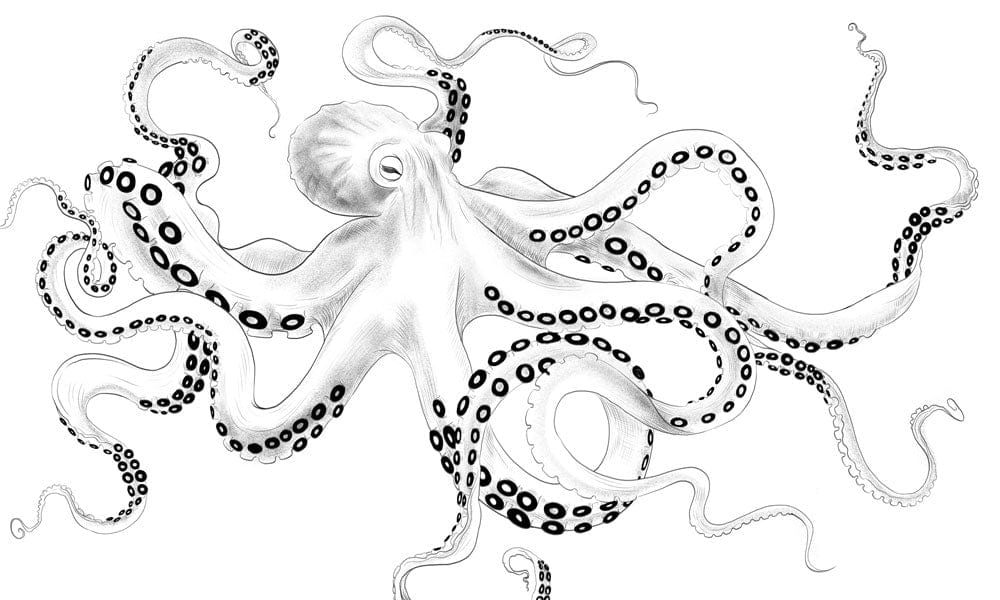 Monochrome Ink Octopus Illustration Mural Wallpaper - Contemporary Nautical Decor