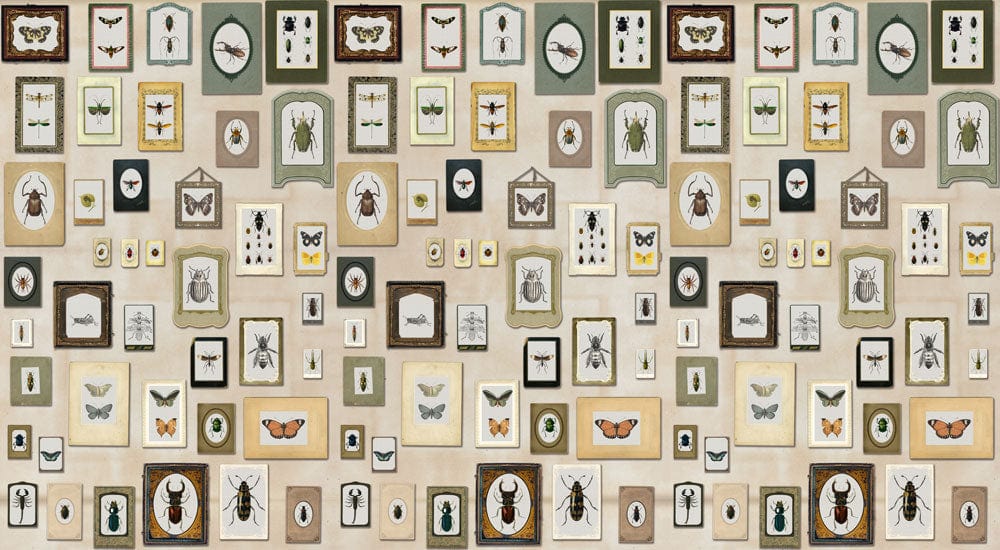 Antique Natural History Insect Collection Mural Wallpaper in Earthy Tones - Vintage Style