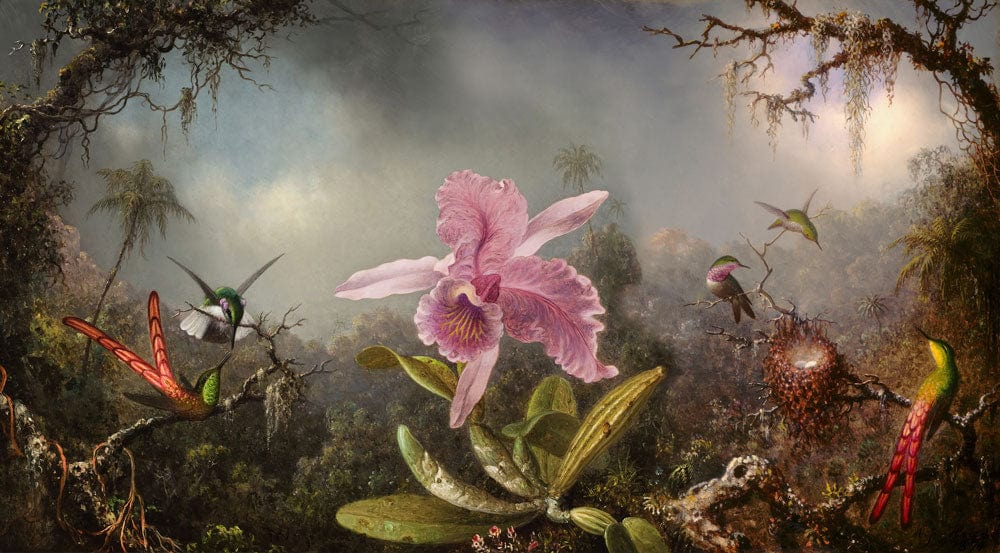 Exotic Rainforest Fantasy Mural Wallpaper with Hummingbirds and Orchids Design