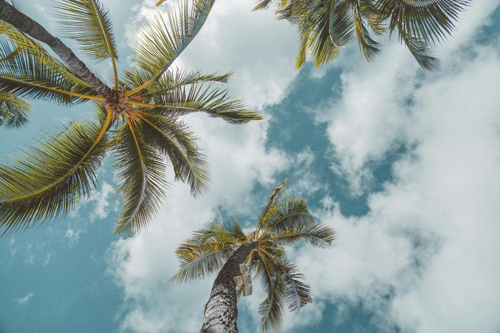 Tropical Sky Serenity Mural Wallpaper