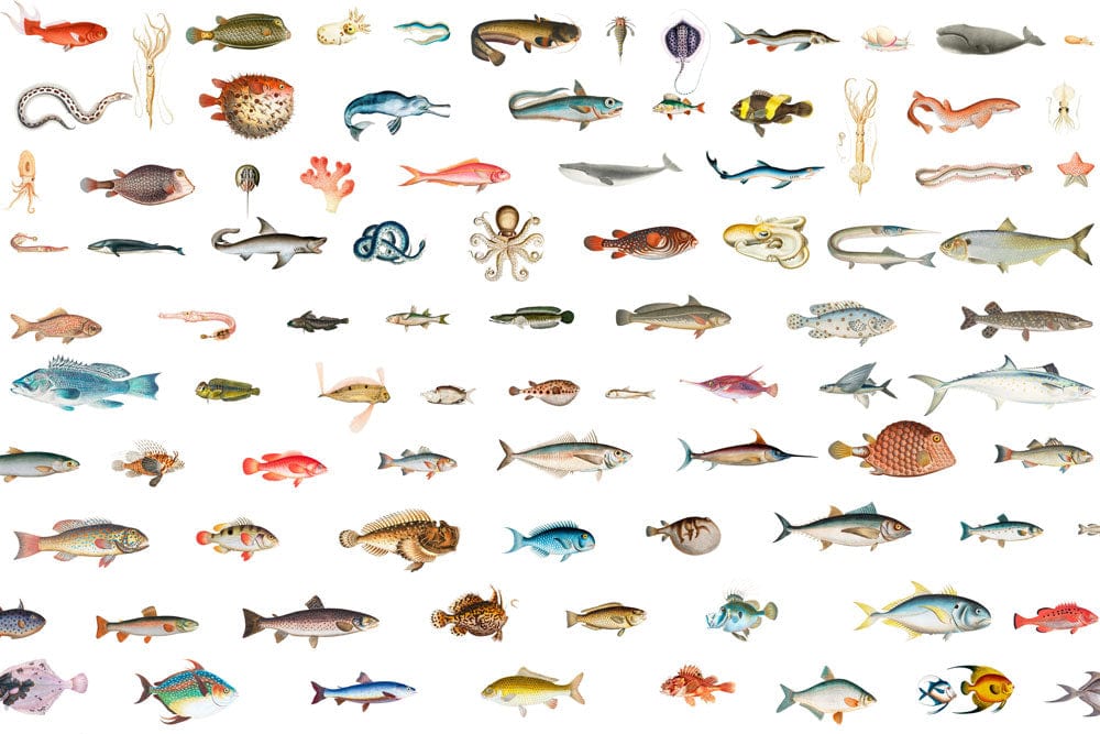 Colourful Marine Life Pattern Wallpaper with Exotic Fish and Ocean Creatures