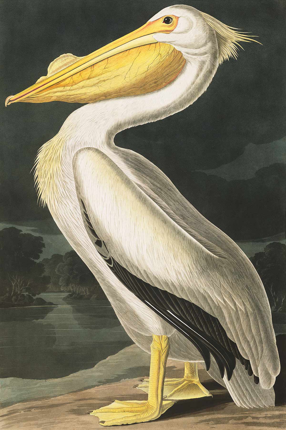 White Pelican Wallpaper Mural