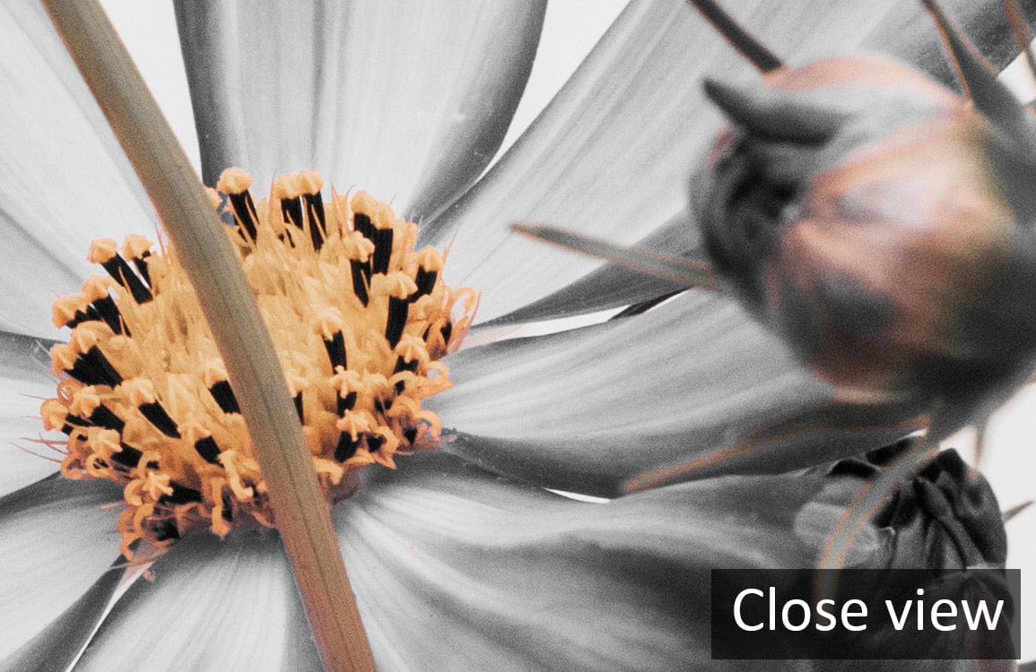 Close-up of grey and orange floral wall mural design from Monochrome Floral Elegance collection.