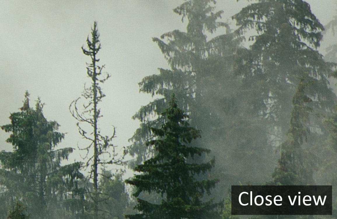 Close-up of Mystical Misty Forest Landscape Mural Wallpaper showcasing green-grey hues and towering trees.