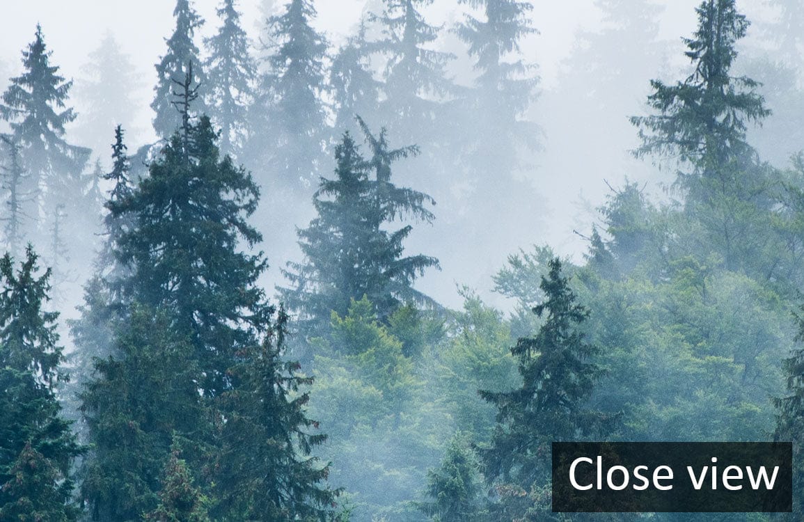 Misty Forest Wallpaper Mural | Pine Forest Wallpaper UK