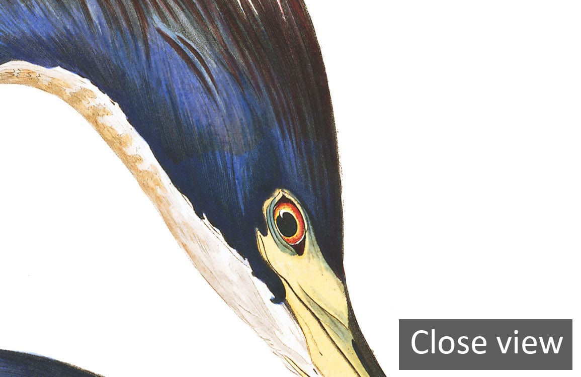 Close-up detail of Elegant Blue Heron Tropical Mural Wallpaper for vibrant home decor enhancement.