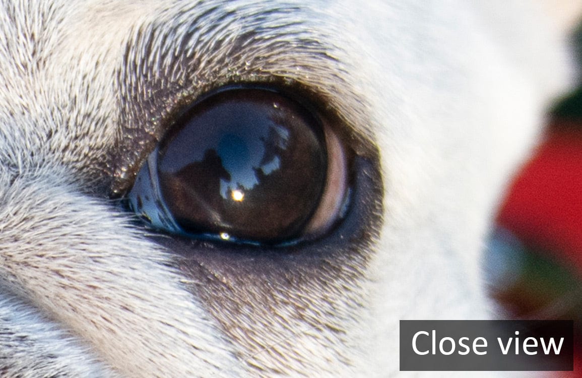 Close-up of a dog's eye reflecting outdoor scenery, highlighting intricate fur details and colours.