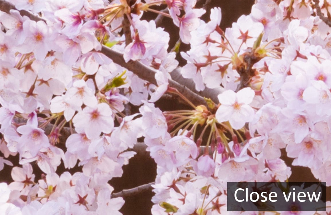 Close-up of Elegant Pink Blossom Mural Wallpaper showing tranquil cherry blossom design.
