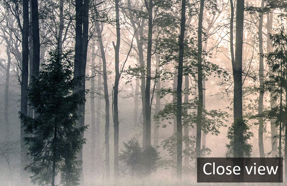 Misty Woodland Sunrise Scenic Mural Wallpaper showing serene forest greenery in close detailed view.
