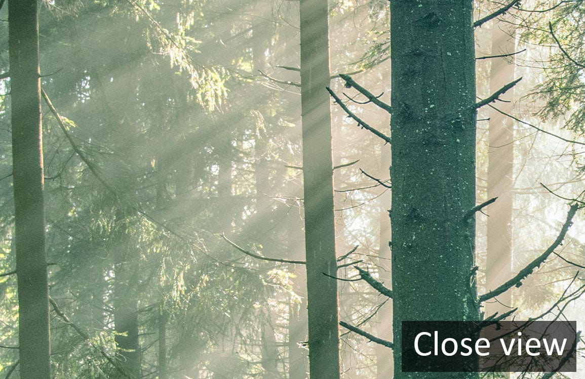 Close view of Sunlit Forest Mural Wallpaper, capturing serene green woodland escape design.