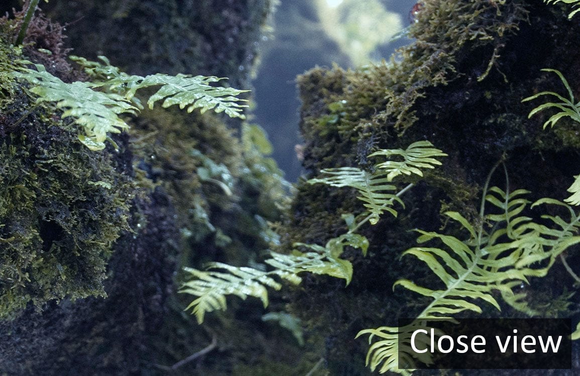 Close view of fern details on Botanical Forest Canopy Mural Wallpaper in lush green and blue.