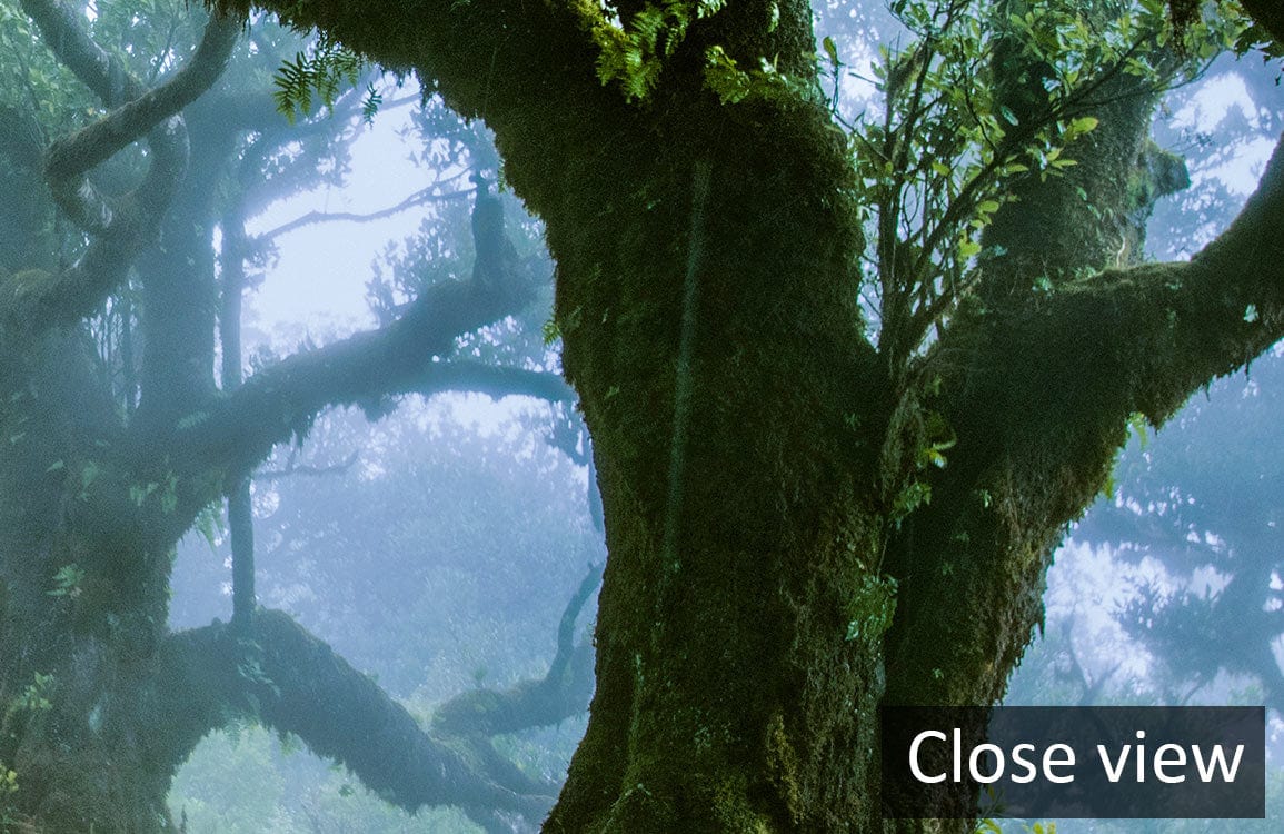 Close-up view of Mystical Forest Green Nature wallpaper featuring enchanting woodland path design and lush trees.