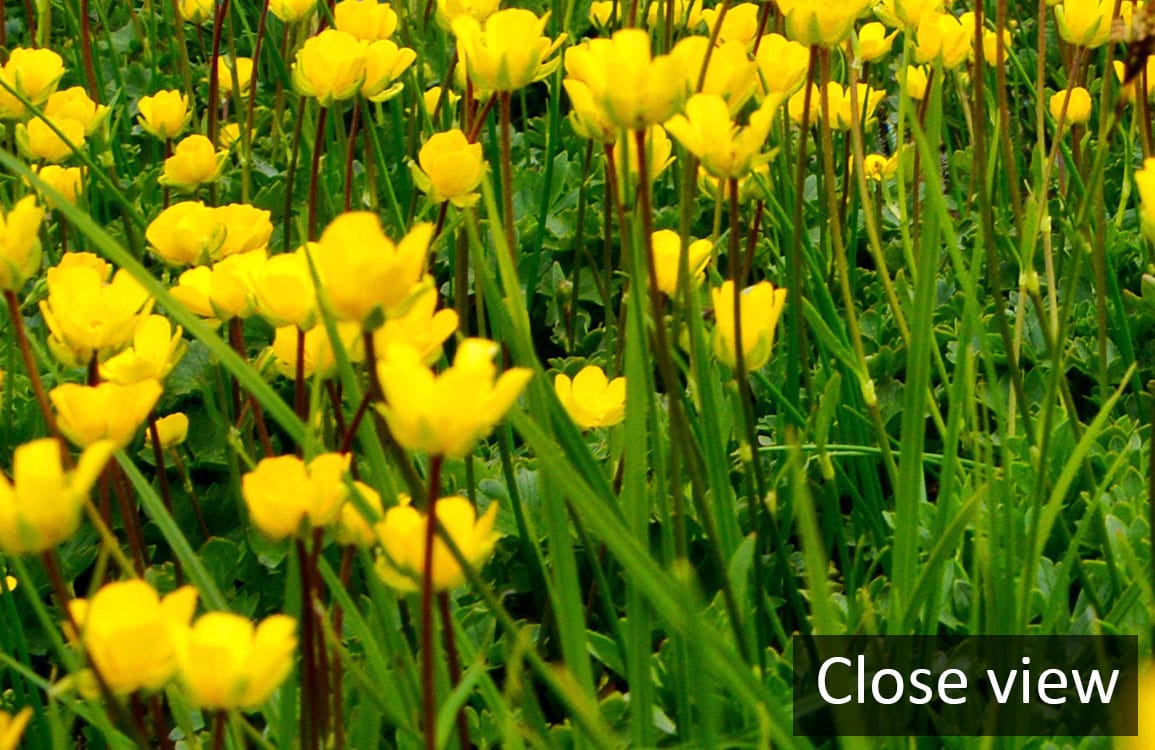 Close view of yellow wildflower mural wallpaper design, vibrant nature aesthetic, no additional decor visible.