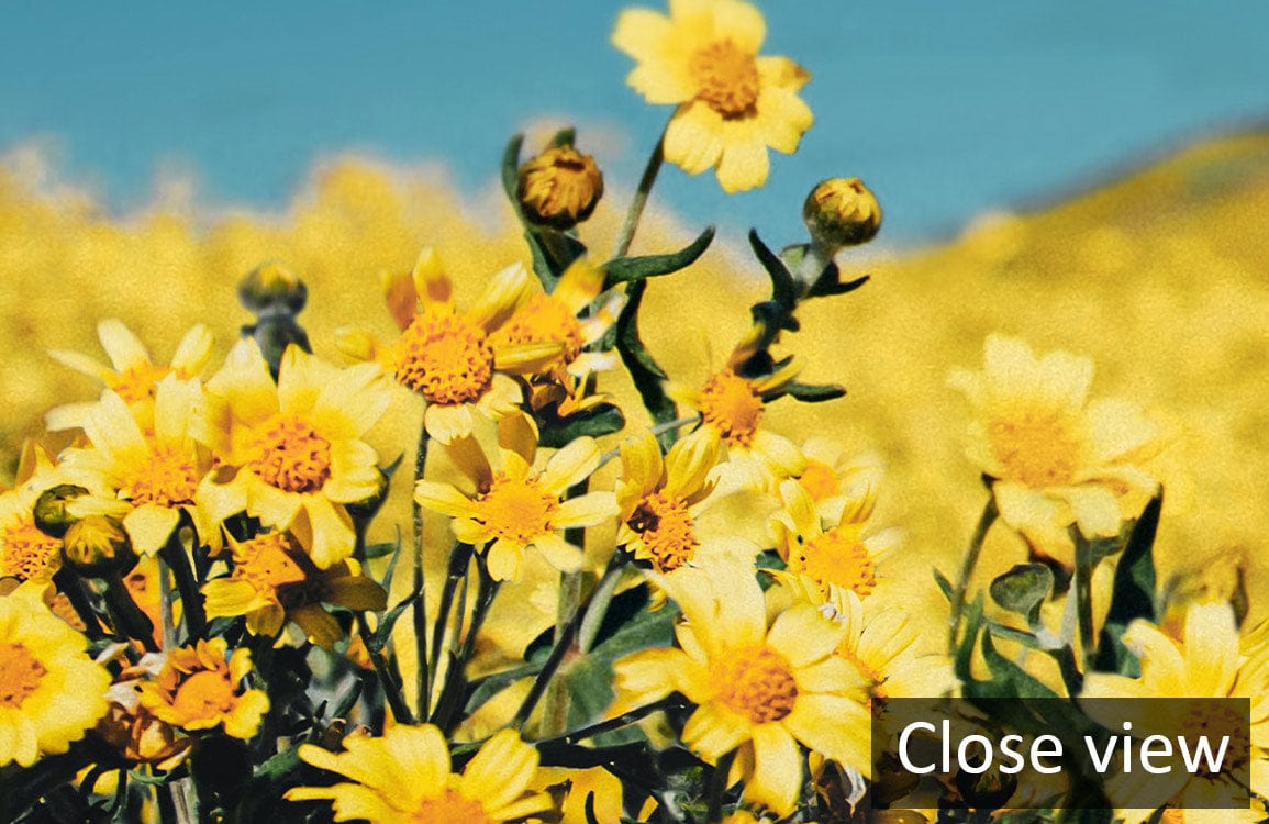 Golden Daisy Field mural close-up, vibrant yellow flowers, nature-inspired wall decor, atmospheric landscape design.