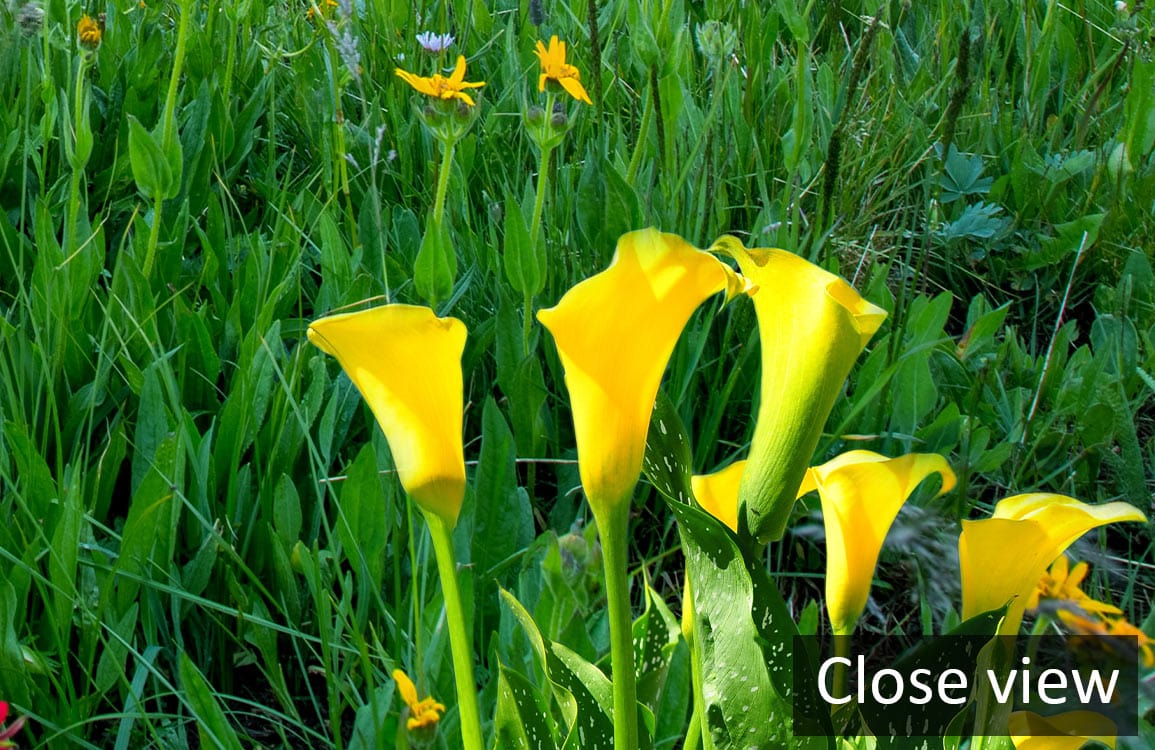Close-up of Tranquil Meadow Sunshine Landscape Mural, featuring vibrant yellow flowers and lush green grass.