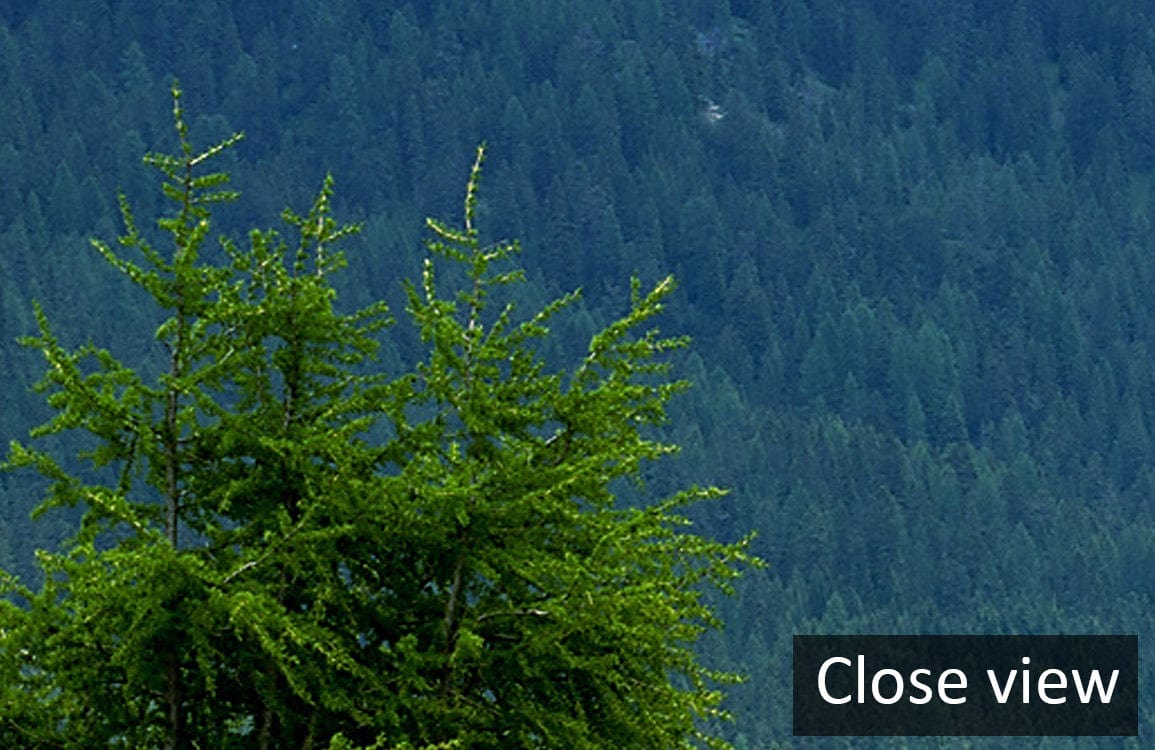 Tranquil Misty Mountain Landscape Wallpaper close-up, showcasing green forest details for serene interiors.
