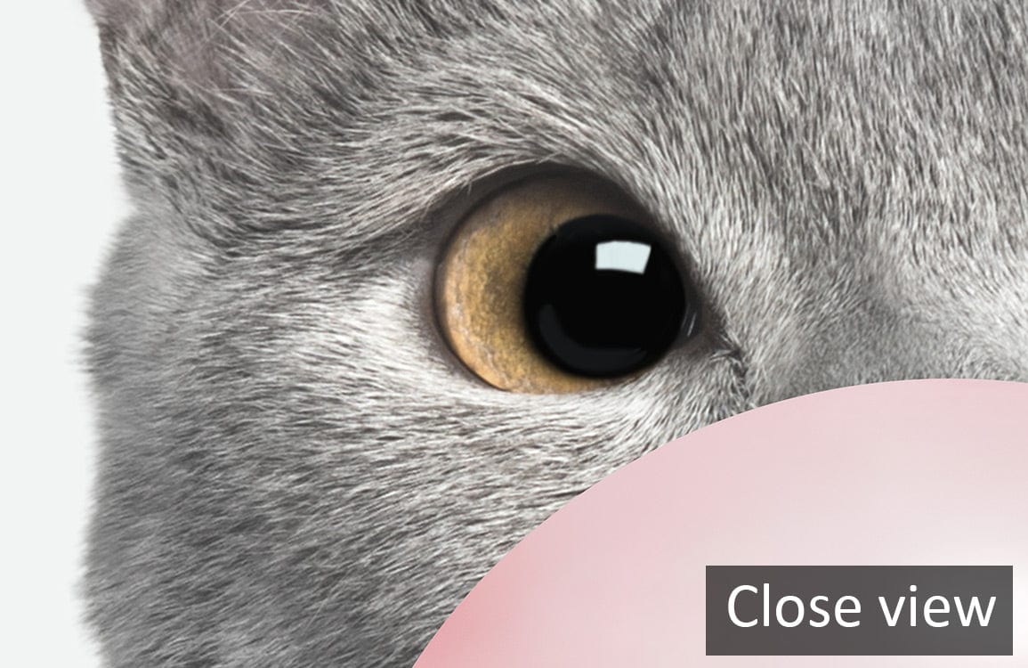Chic Grey Cat Bubblegum Mural Wallpaper close-up, whimsical design, contemporary style, detailed feline eye.