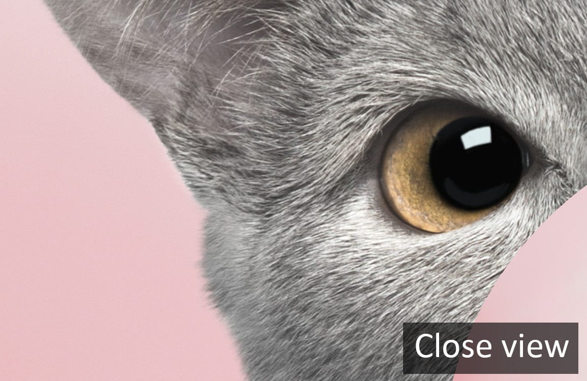 Close-up of Playful Grey Cat Bubbles Contemporary Wallpaper featuring pink background and detailed feline design.