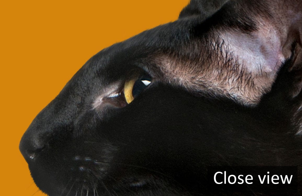 Mystical black cat silhouette wallpaper on warm mustard background, close-up view, stylish decor element.