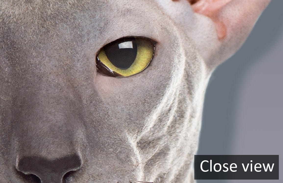 Close-up of Modern Grey Sphynx Cat Wallpaper featuring elegant minimalistic feline design and grey background.