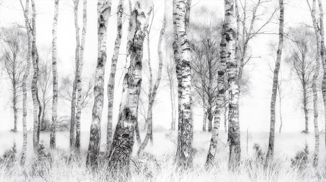 Cool Gray Watercolor Nordic Birch Forest Wallpaper Mural in birch