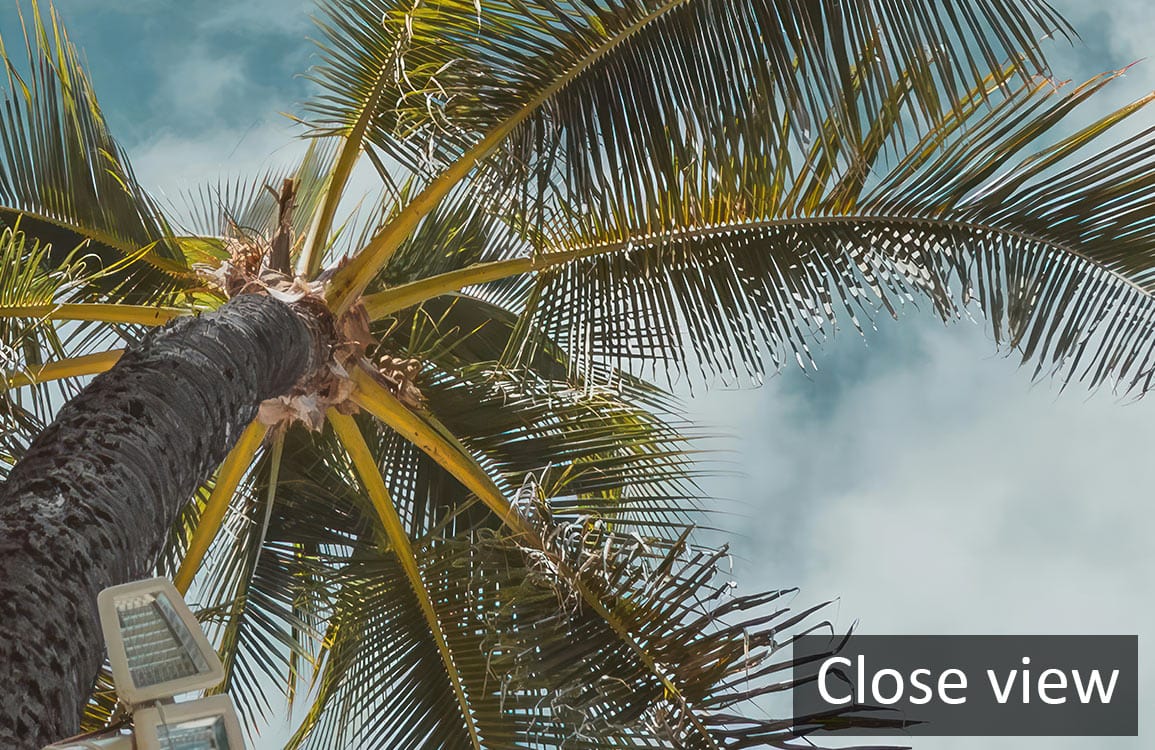 Tropical Sky Serenity Mural Wallpaper