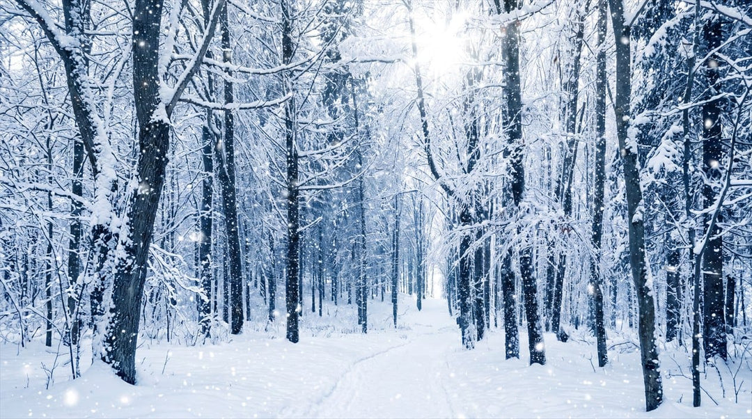 Snow Blue Christmas Nordic Winter Forest Wallpaper Mural in custom