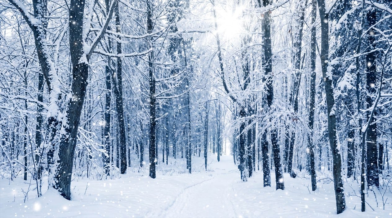 Snow Blue Christmas Nordic Winter Forest Wallpaper Mural