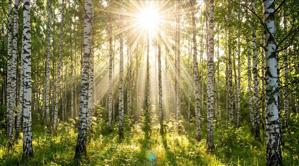 Sunlit Green Forest Wallpaper Mural