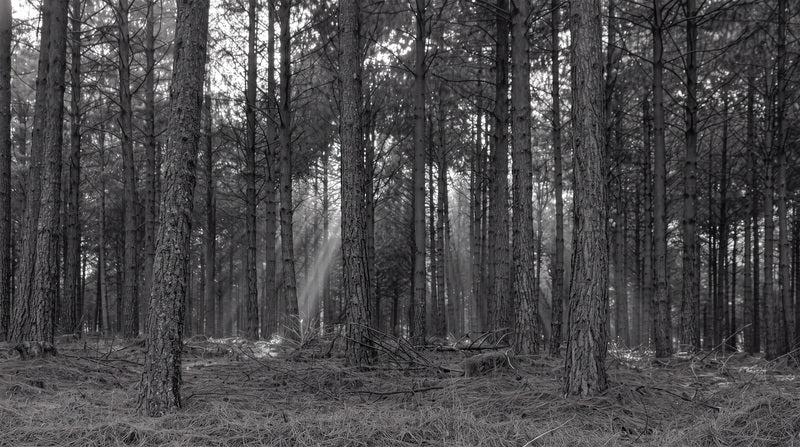 Grey Dark Forest Halloween Wallpaper Mural