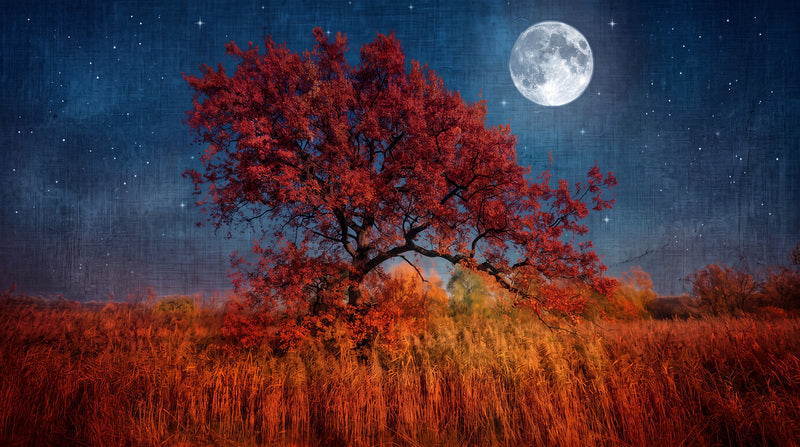 custom home red tree removable peel and stick non woven vinyl wallpaper mural sm