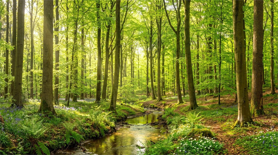 Fresh Green Photographic English Forest Green Wallpaper Mural scene image