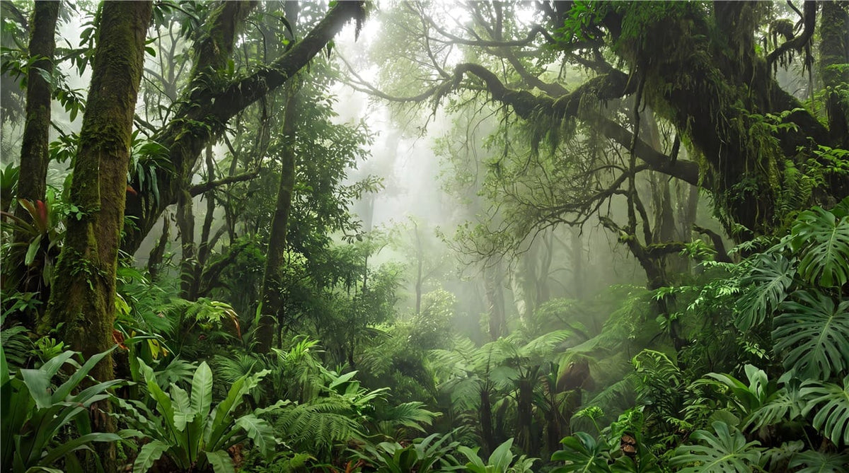 Emerald Mist Ancient Green Jungle Wallpaper Mural in forest