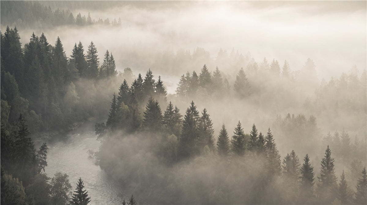 Dark Misty Conifer Forest Wallpaper Mural