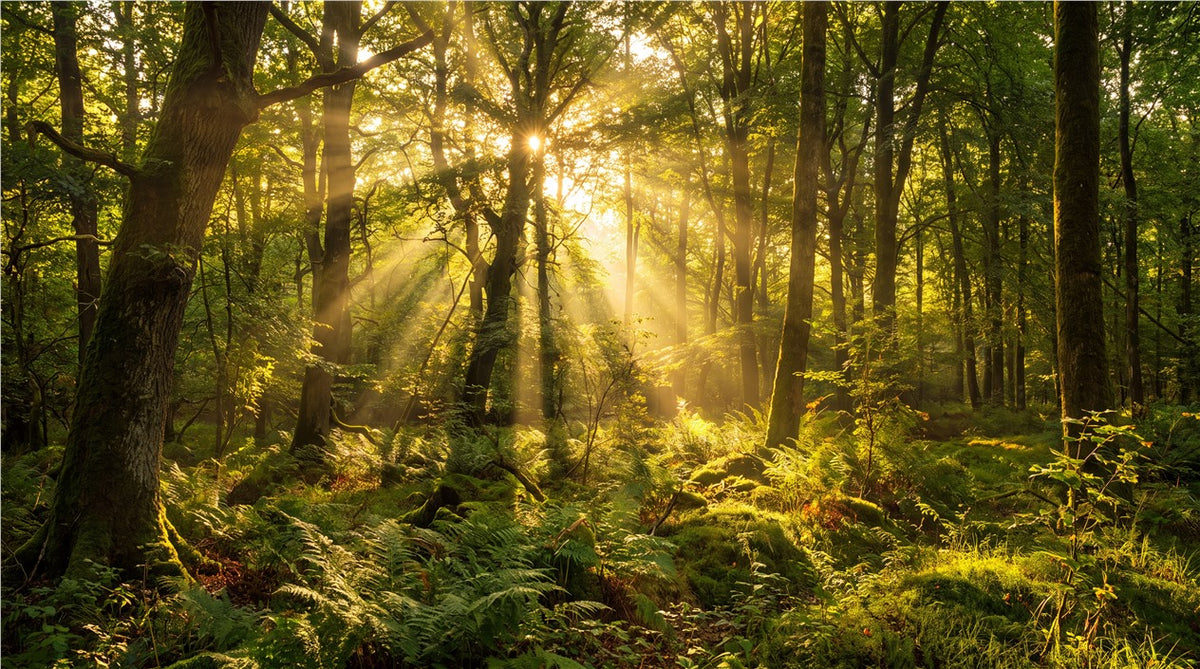 Sunbeam Green Forest Wallpaper Mural