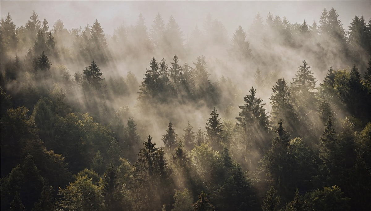 Olive Misty Evergreen Forest Wallpaper Mural