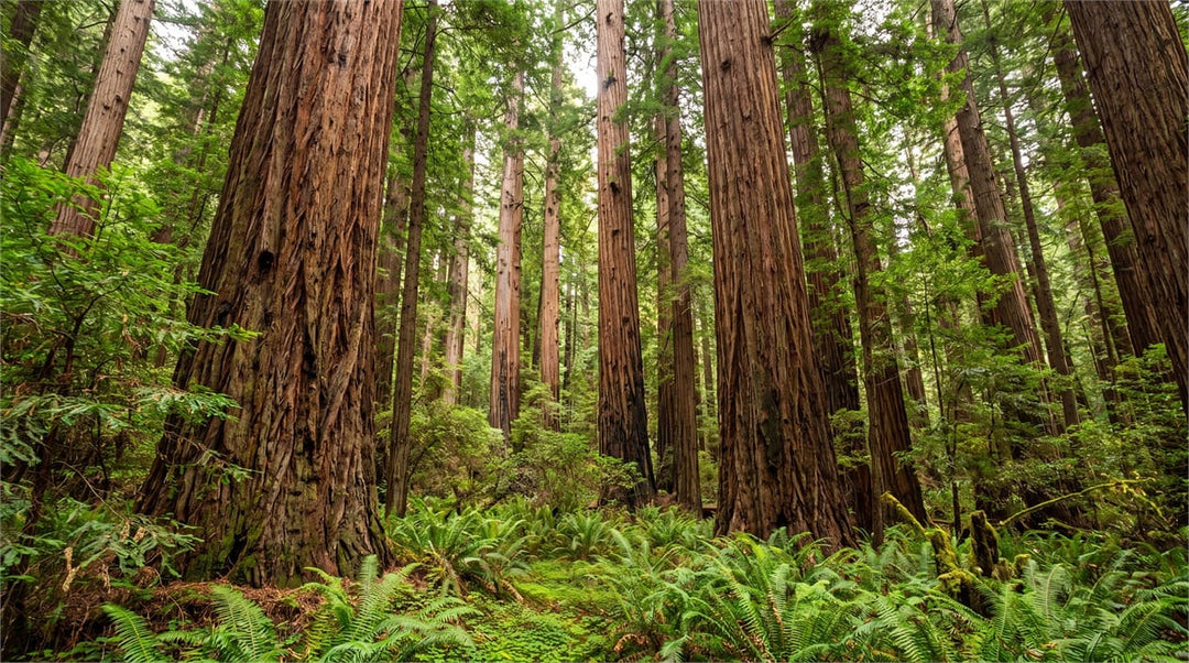 Lush Fern Giant Redwood Grove Wallpaper Mural in green