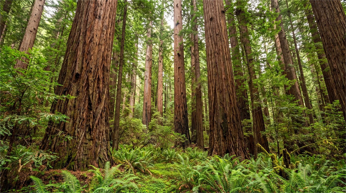 Lush Fern Giant Redwood Grove Wallpaper Mural in green