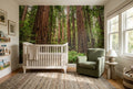 Lush Fern Giant Redwood Grove Wallpaper Mural