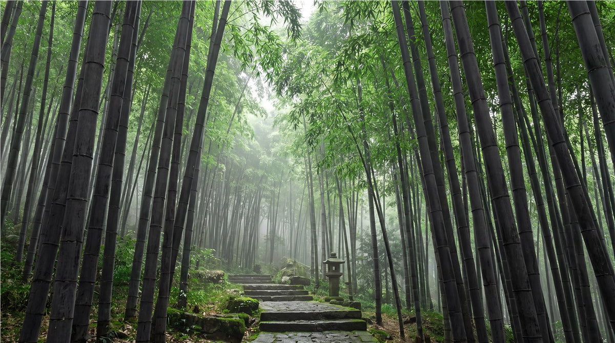 Deep Green Photographic Bamboo Forest Wallpaper Mural