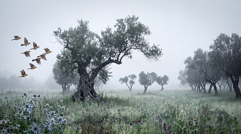 Grey Misty Trees Halloween Wallpaper Mural