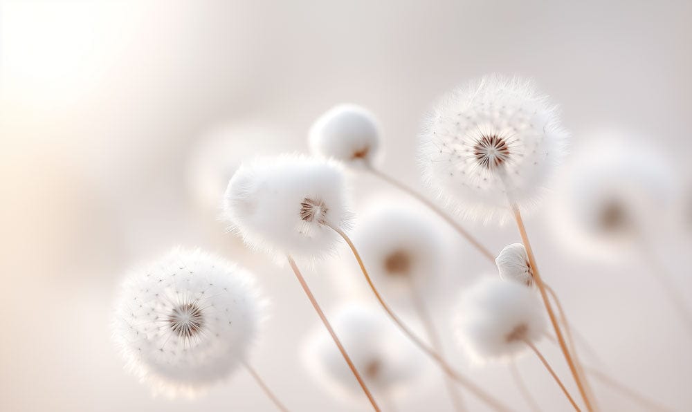 Airy Dandelion Poise Mural Wallpaper