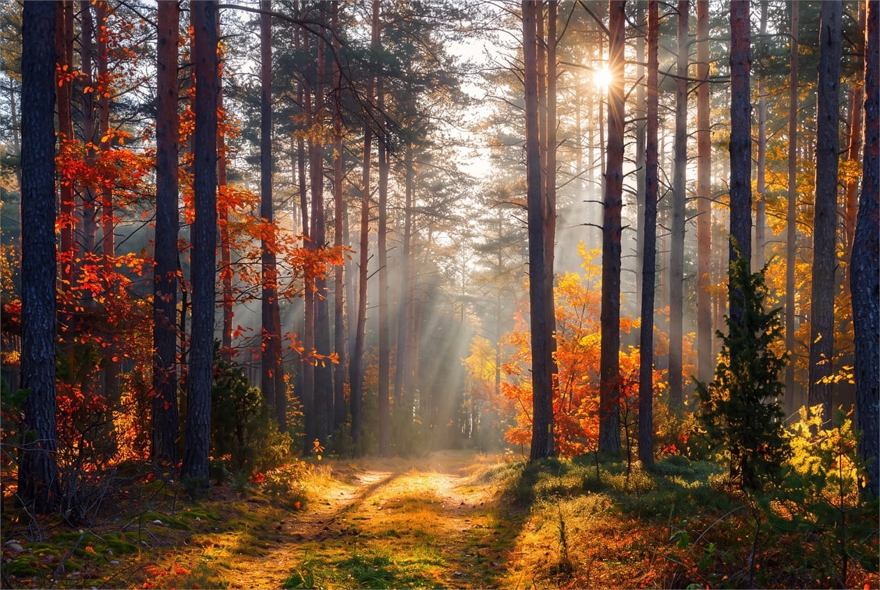 Sunbeam Pine Autumn Forest Path Wallpaper Mural