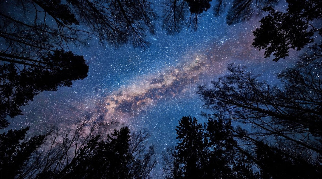 Moonlit Ink Starry Nordic Night Forest Wallpaper Mural in main