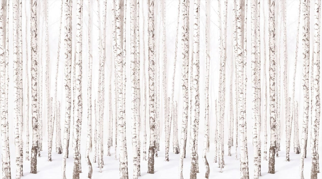 Muted White Vintage Nordic Birch Forest Wallpaper Mural in main